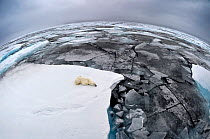 Polar Bear (Ursus maritimus) sleeping on pack ice. Wide angle / fish-eye shot. Svalbard, Norway, September.