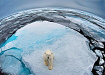 Polar Bear (Ursus maritimus) portrait in sea-ice landscape. Wide angle / fish-eye shot. Svalbard, Norway, September.