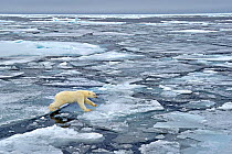 Polar Bear (Ursus maritimus) crossing pack ice. Svalbard, Norway, September.