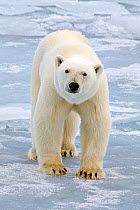 Polar Bear (Ursus maritimus) portrait on pack ice. Svalbard, Norway, September.