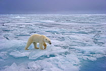 Polar Bear (Ursus maritimus) in pack ice landscape. Svalbard, Norway, September.