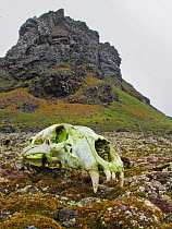Skull of Polar Bear (Ursus maritimus) in rugged polar landscape. Karl XII Island, Svalbard, Norway, June 2010.
