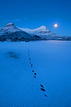 European river otter (Lutra lutra) footprints crossing frozen Loch Lurgainn at dawn, with Sgorr Tuath and Sgorr Deas (Beinn an Eoin) behind, Coigach, Wester Ross, Scotland, UK, December 2010