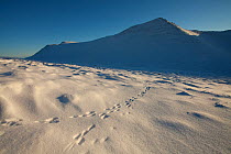 Mountain hare (Lepus timidus) footprints in snow, with Ben More Coigach in background, Wester Ross, Scotland, UK, December 2010