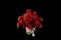 Anthomastus - octocoral with polyps retracted. Collected from coral sea mount near Dragon vent field on SW Indian Ridge, Indian Ocean.