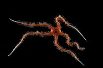 Brittle Star (Ophiuroid). Collected from coral sea mount near Dragon vent field on SW Indian Ridge, Indian Ocean.