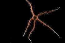 Brittle Star (Ophiuroid). Collected from coral sea mount near Dragon vent field on SW Indian Ridge, Indian Ocean.