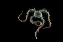 Brittle star (Ophiuroid). Collected from coral sea mount near Dragon vent field on SW Indian Ridge, Indian Ocean.