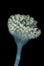 Colonial stalked Ascidian sea-squirt. Collected from coral sea mount near Dragon vent field on SW Indian Ridge, Indian Ocean.