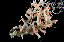 Solenosmilia coral and eunicid polychaete and bamboo coral. Collected from coral sea mount near Dragon vent field on SW Indian Ridge, Indian Ocean.