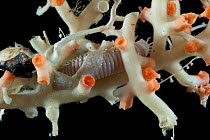 Solenosmilia coral and eunicid polychaete. Collected from coral sea mount near Dragon vent field on SW Indian Ridge, Indian Ocean.