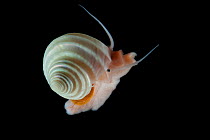 Trochid gastropod - Otukaia (Calliostomatidae). Collected from coral sea mount near Dragon vent field on SW Indian Ridge, Indian Ocean.