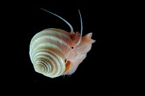 Trochid gastropod - Otukaia (Calliostomatidae). Collected from coral sea mount near Dragon vent field on SW Indian Ridge, Indian Ocean.