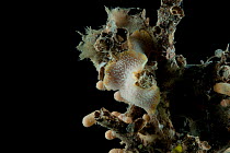 Detail of Flatworm Platyhelminth on coral. Collected from coral sea mount near Dragon vent field on SW Indian Ridge, Indian Ocean.