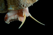 Gastropod (Fusitriton) head detail. Collected from coral sea mount near Dragon vent field on SW Indian Ridge, Indian Ocean.