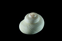 Gastropod shell. Collected from coral sea mount near Dragon vent field on SW Indian Ridge, Indian Ocean.