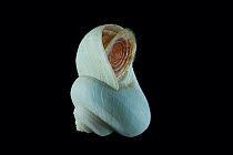 Gastropod sea snail showing opening operculum ('lid'). Collected from coral sea mount near Dragon vent field on SW Indian Ridge, Indian Ocean.