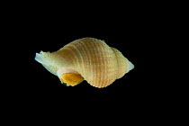 Gastropod shell. Collected from coral sea mount near Dragon vent field on SW Indian Ridge, Indian Ocean.