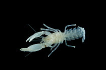 Ghost Lobster (Thalassinidae). Collected from coral sea mount near Dragon vent field on SW Indian Ridge, Indian Ocean.