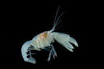 Ghost Lobster (Thalassinidae). Collected from coral sea mount near Dragon vent field on SW Indian Ridge, Indian Ocean.