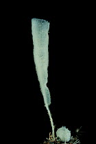 Deepsea Glass Sponge (Hexactinellida). Collected from coral sea mount near Dragon vent field on SW Indian Ridge, Indian Ocean.