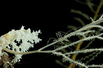 Pycnogonid (Hedgpethia sp.) on coral. Collected from coral sea mount near Dragon vent field on SW Indian Ridge, Indian Ocean.