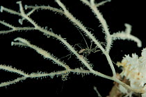 Pycnogonid (Hedgpethia sp.) on coral. Collected from coral sea mount near Dragon vent field on SW Indian Ridge, Indian Ocean.