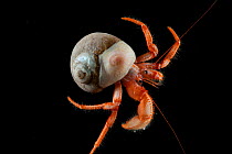 Hermit crab with anemone. Collected from coral sea mount near Dragon vent field on SW Indian Ridge, Indian Ocean.