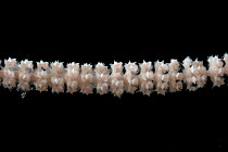 Primnoid octocoral (Narella sp.). Collected from coral sea mount near Dragon vent field on SW Indian Ridge, Indian Ocean.