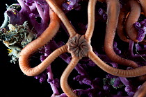 Purple octocoral and euryalid ophiuroid serpent star. Collected from coral sea mount near Dragon vent field on SW Indian Ridge, Indian Ocean.