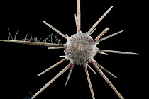 Pencil urchin (Cidaroid). Collected from coral sea mount near Dragon vent field on SW Indian Ridge, Indian Ocean.