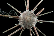 Pencil urchin (Cidaroid). Collected from coral sea mount near Dragon vent field on SW Indian Ridge, Indian Ocean.