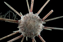 Pencil urchin (Cidaroida, Perischoechinoidea). Collected from coral sea mount near Dragon vent field on SW Indian Ridge, Indian Ocean.