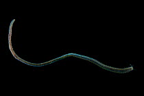 Polychaete worm. Collected from coral sea mount near Dragon vent field on SW Indian Ridge, Indian Ocean.