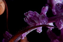 Purple octocoral and limb of euryalid ophiuroid serpent star. Collected from coral sea mount near Dragon vent field on SW Indian Ridge, Indian Ocean.