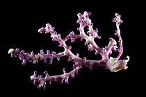 Purple octocoral (Alcyonaria). Collected from coral sea mount near Dragon vent field on SW Indian Ridge, Indian Ocean.