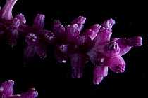 Detail of purple octocoral (Alcyonaria). Collected from coral sea mount near Dragon vent field on SW Indian Ridge, Indian Ocean.