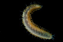 Scale Worm (Polychaetae). Collected from coral sea mount near Dragon vent field on SW Indian Ridge, Indian Ocean.