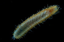Scale Worm (Polychaetae). Collected from coral sea mount near Dragon vent field on SW Indian Ridge, Indian Ocean.
