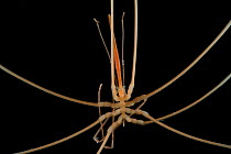 Sea spider (Collossendeis sp.). Collected from coral sea mount near Dragon vent field on SW Indian Ridge, Indian Ocean.