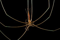 Sea spider (Collossendeis sp). Collected from coral sea mount near Dragon vent field on SW Indian Ridge, Indian Ocean.