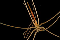 Sea spider (Collossendeis sp). Collected from coral sea mount near Dragon vent field on SW Indian Ridge, Indian Ocean.