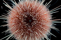 Sea urchin (echinoidae). Collected from coral sea mount near Dragon vent field on SW Indian Ridge, Indian Ocean.
