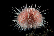 Sea urchin (echinoidae). Collected from coral sea mount near Dragon vent field on SW Indian Ridge, Indian Ocean.