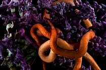 Purple octocoral and euryalid ophiuroid serpent star. Collected from coral sea mount near Dragon vent field on SW Indian Ridge, Indian Ocean.
