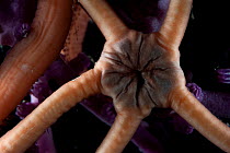Purple octocoral and detail of euryalid ophiuroid serpent star. Collected from coral sea mount near Dragon vent field on SW Indian Ridge, Indian Ocean.