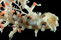 Solenosmilia sp and eunicid polychaete and bamboo coral. Collected from coral sea mount near Dragon vent field on SW Indian Ridge, Indian Ocean.