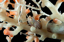 Solenosmilia sp and eunicid polychaete and bamboo coral. Collected from coral sea mount near Dragon vent field on SW Indian Ridge, Indian Ocean.
