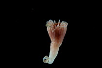 Solitary coral (Scleractinia). Collected from coral sea mount near Dragon vent field on SW Indian Ridge, Indian Ocean.