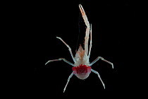 Gravid Squat Lobster (Galatheid). Collected from coral sea mount near Dragon vent field on SW Indian Ridge, Indian Ocean.